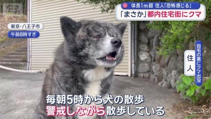 「警戒しながら散歩している」