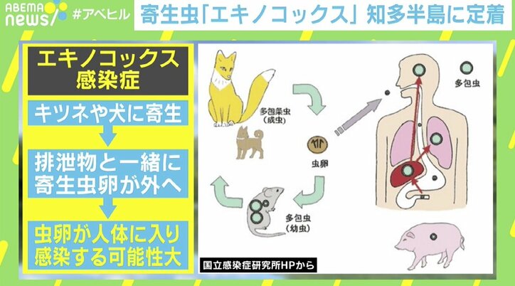 寄生虫「エキノコックス」愛知・知多半島に定着 湧き水や山菜、犬から感染も…獣医師に聞いた予防法