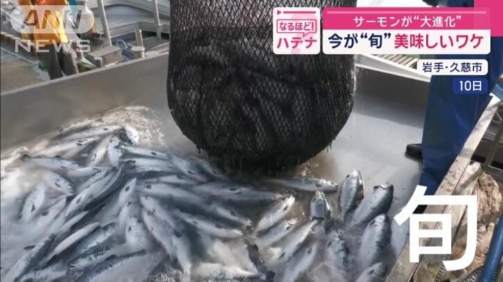 今がまさに養殖サーモンの旬