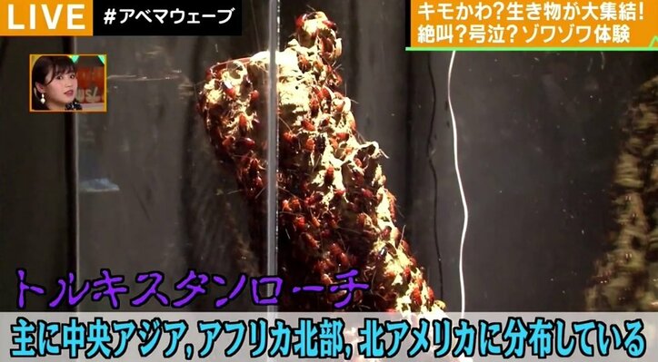 “霊長類最強キモい男子”アンガ・田中も「ヤバい」 キモい生き物が大集結『キモい展』