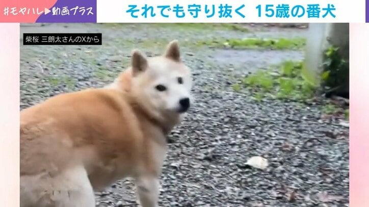 柴犬の桜ちゃん