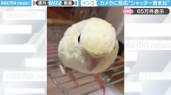 サザナミインコの「環くん」
