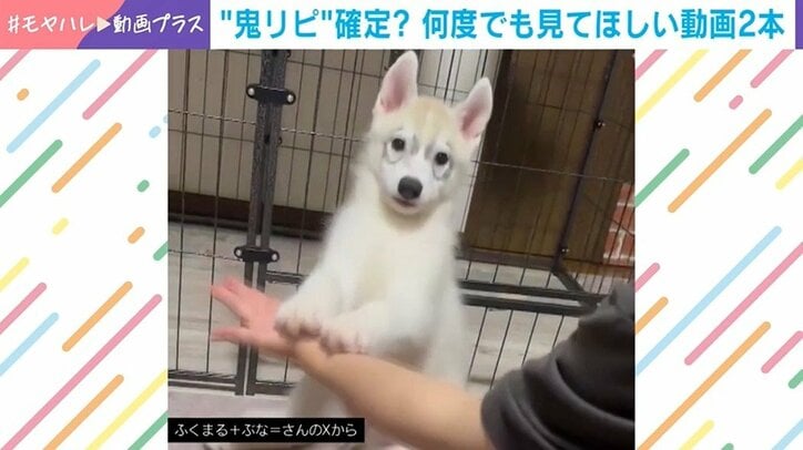 シベリアンハスキーの“完璧”なお手