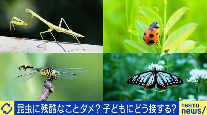 昆虫への“残酷な行為”、親は子を注意すべき？ 田端信太郎氏「小さい子どもなら思うようにやらせていいのでは？」