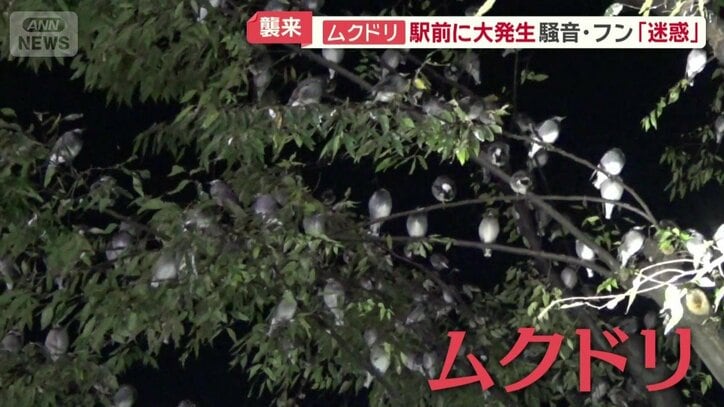 びっしりと並ぶ大量のムクドリ