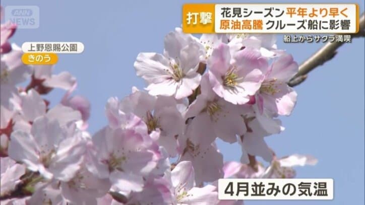 見頃を迎えつつある桜