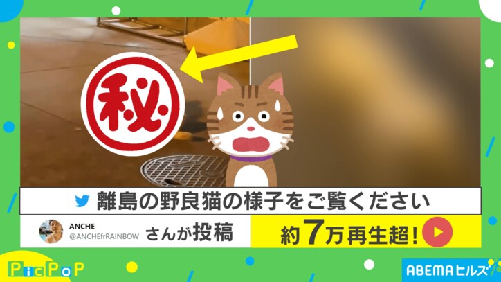 野生を完全に捨ててやがる…!! 野良猫の“自由すぎる”姿の動画に驚き 「島全部が我が家」