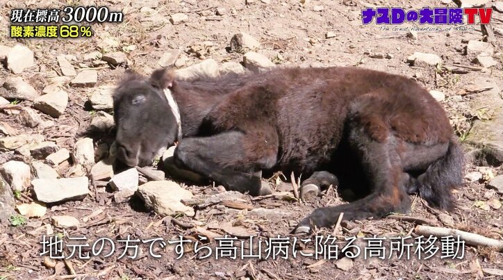 「幻の湖」を目指して…ナスD、死と隣り合わせのハードな旅路「よそ見したら終わり」