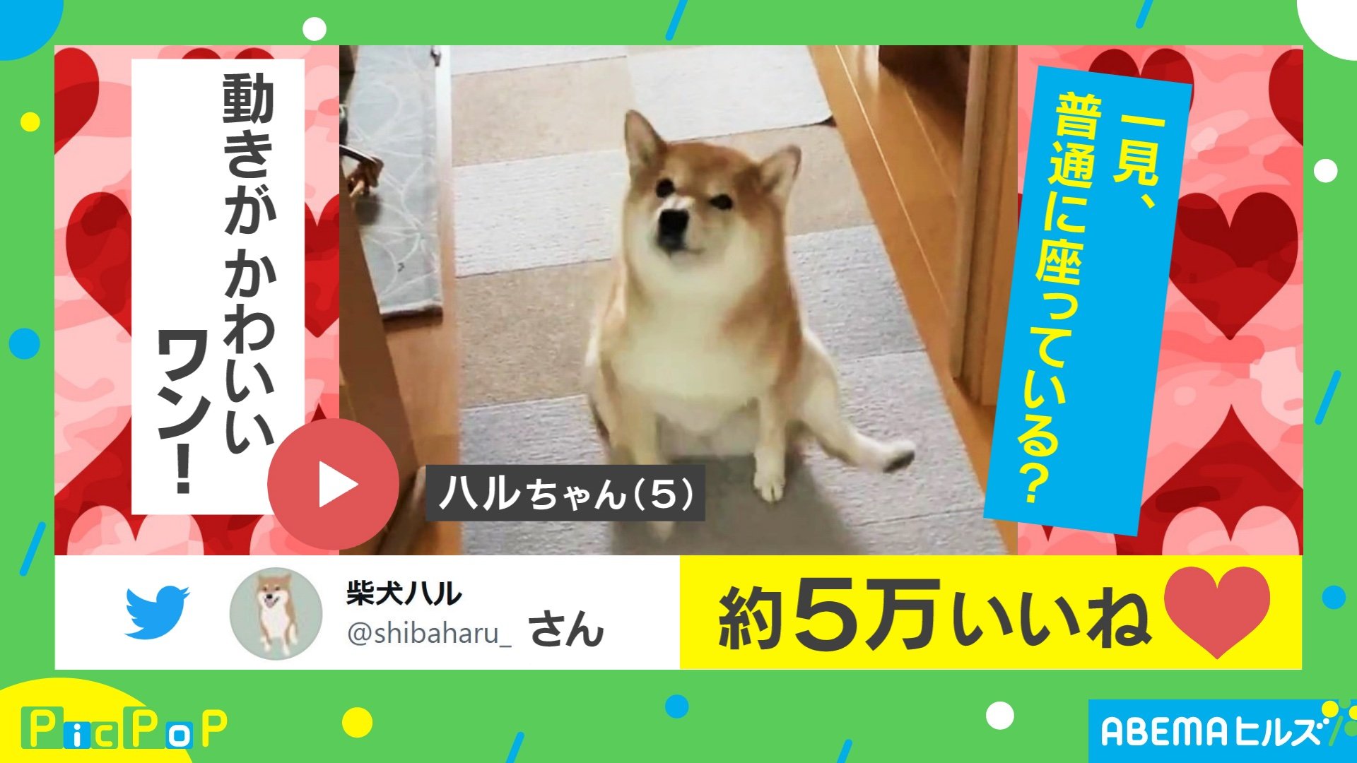 お尻どうしたの 柴犬の動きが可愛らしいと話題 投稿主 初めて映像として残せた 国内 Abema Times