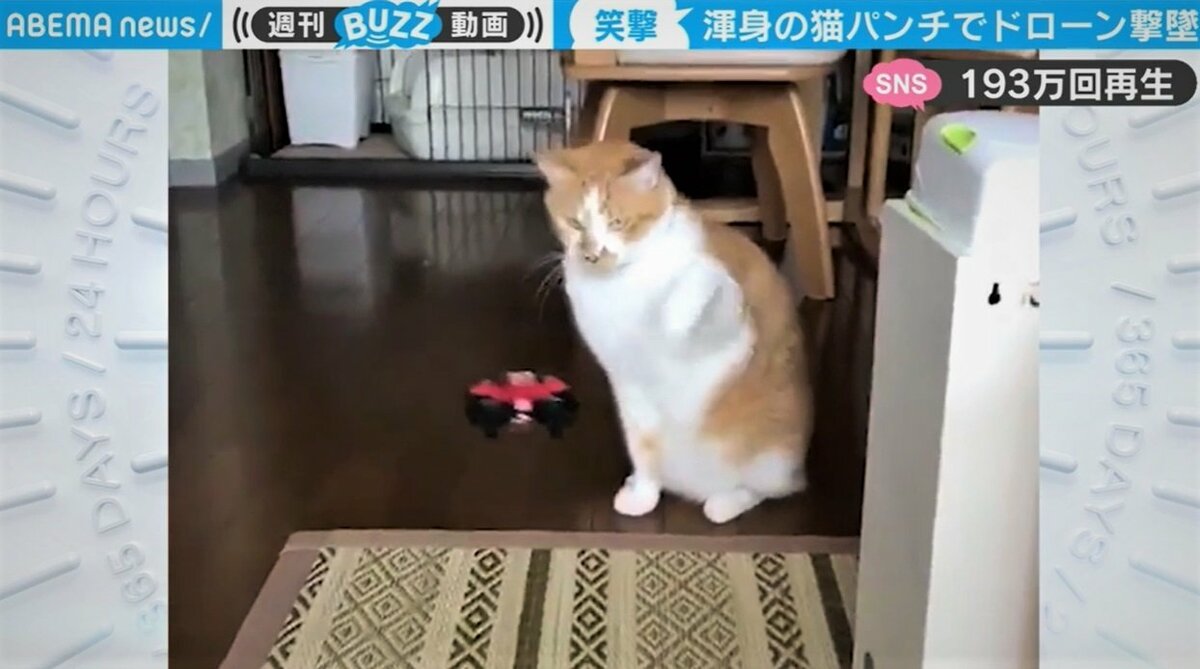 うるさいニャ ドローンを 猫パンチ で撃墜 野性が目覚めた と話題 芸能 Abema Times