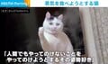 蒸気を掴もうとする猫 何度試しても失敗する様子に「掴めそうで掴めにゃい」と反響