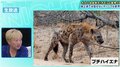 ハイエナのメスには「偽おちんちん」がある!? 動物界の驚愕の性事情