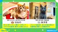 スリッパ温め係、へそ天&ナデナデ要求も…看板猫ランキングが発表 1位はどんな子？