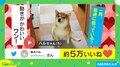 お尻どうしたの？柴犬の動きが可愛らしいと話題 投稿主「初めて映像として残せた」