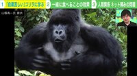 【映像】ゴリラに学ぶ“自粛がつらい理由”