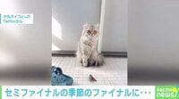 【映像】猫を襲った“悲劇の連鎖”に飼い主「ごめん」（30秒ごろ～）