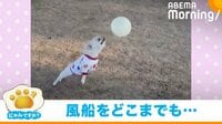 風船あそびが大好きな犬 どこまでもリフティングしていく姿に反響