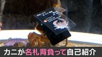 【映像】カニが見せた珍行動