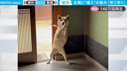 「ウチの犬もこうなるw」柴犬が玄関に侵入 必死のアピールに共感の声続々
