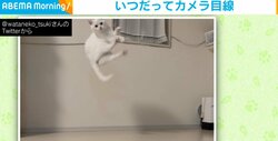 無重力状態でもアイドル並の“カメラ目線”をしてくれるネコが話題