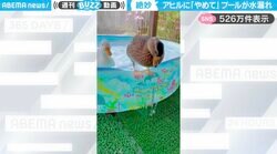 「水がドバドバ漏れてる！」ビニールプールのふちに立つアヒルに「後ろのアヒル何か言いたそうw」「悪びれていない感じが可愛い！」
