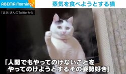 蒸気を掴もうとする猫 何度試しても失敗する様子に「掴めそうで掴めにゃい」と反響