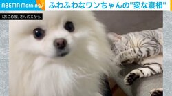 片足ピクピクが“通常運転”！ふわふわな犬の“変な寝相”に飼い主も爆笑
