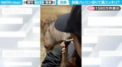 「お目々スッキリ！」馬の前髪をハサミで切った後の“かわいすぎる姿”に「長いと邪魔だよね」「2014年のテイラー・スウィフト！」と反響
