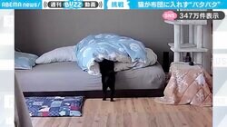 モタモタしすぎて可愛い…布団に後ろ足をバタバタさせ、潜り込もうとする黒猫 「あれっ？無理にゃ」「お尻がプルプル動いてる…w」と大反響
