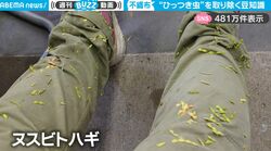 服に付いたらなかなか取れない植物「ひっつき虫」が簡単にとれる！ マスクを使ったライフハックに目からウロコ「これは世界が待ち望んでた知識」