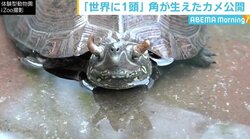 「世界に1頭しかいないのでは」 “角”が生えたカメ公開 静岡・iZoo