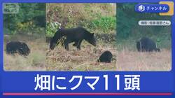 クマ出没全国に…有名観光地にも　各地で厳戒態勢