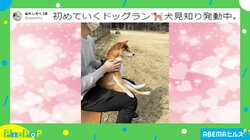 人懐っこい性格なのに「犬見知り発動」 初のドッグランで見せた柴犬の“見学姿”に癒やされる人続出