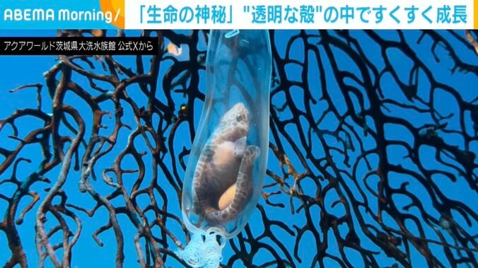 サラワクスウェルシャーク