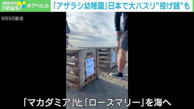 【写真・画像】垂直に浮くアザラシ＝茶柱？ 「アザラシ幼稚園」に日本人アクセス殺到&1000万円超スパチャにオランダ人“当惑” 　3枚目