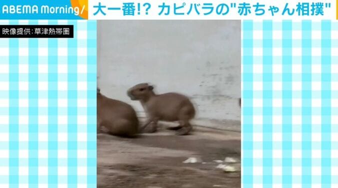 カピバラの赤ちゃん