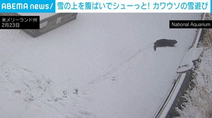 滑って遊ぶカワウソ