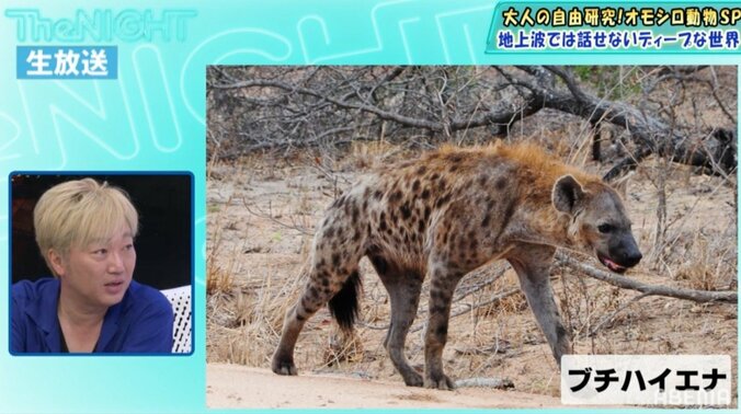 ハイエナのメスには「偽おちんちん」がある!? 動物界の驚愕の性事情 1枚目