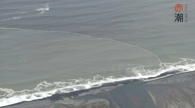 北海道の最高級ブランド「昆布森のウニ」が赤潮で窮地に…“ウニ一筋50年”の漁師の嘆き 2枚目