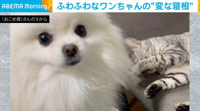 犬のこめたくん