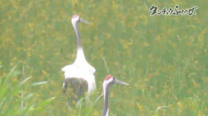 町民からも笑われた運動に起きた“奇跡” 農家の取り組みが、絶滅危惧種のタンチョウを呼び戻した 7枚目