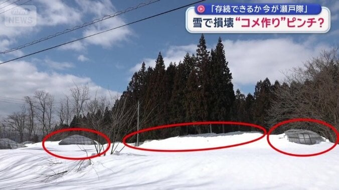 頭だけ出ているビニールハウス