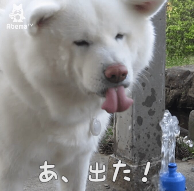 秋田犬げんきの豪快すぎる水分補給  「これじゃ水浴びだワン」 4枚目