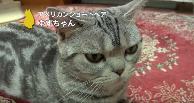 ふわふわ仔猫大集合「キャットショーって何？」　スター候補ニャンコに密着にゃ 2枚目