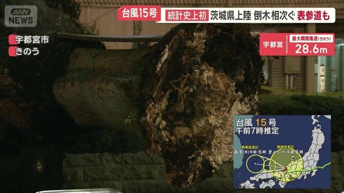 JR宇都宮駅前にある約10mの街路樹