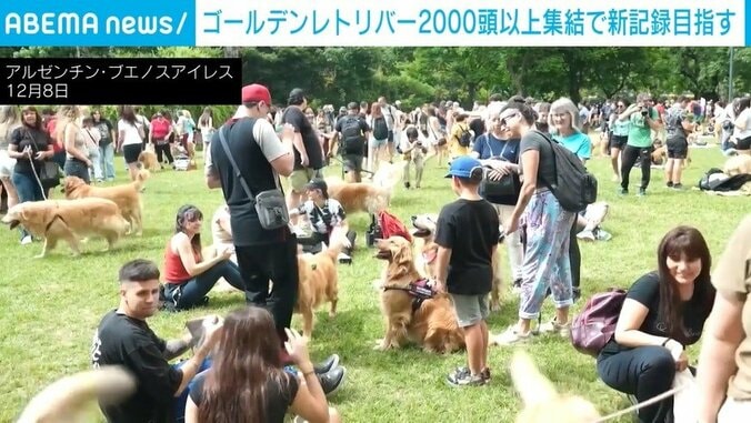 広場に大集合したゴールデンレトリーバー