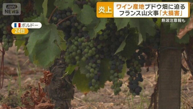 ボルドーのブドウ