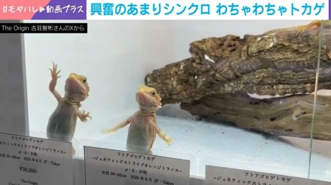 フトアゴヒゲトカゲ