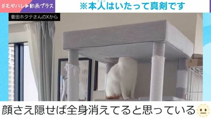 猫の菅田くん