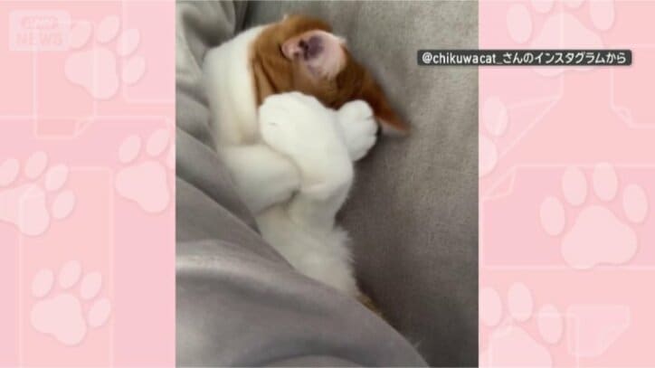 お布団かけて欲しいニャ